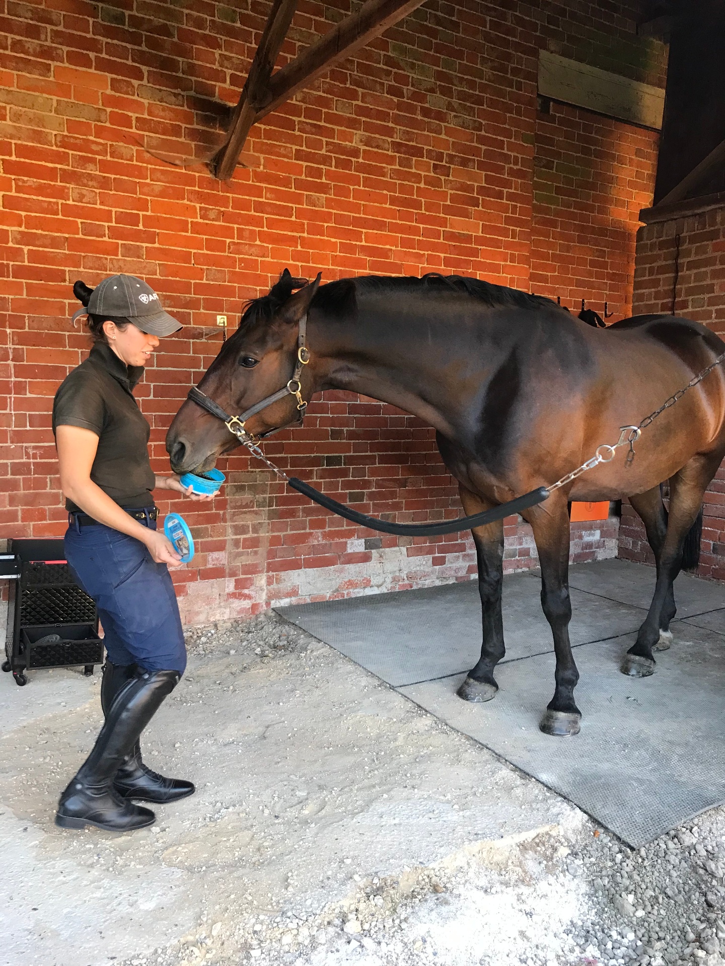 Bianca Mariani working hands-on with a bay horse