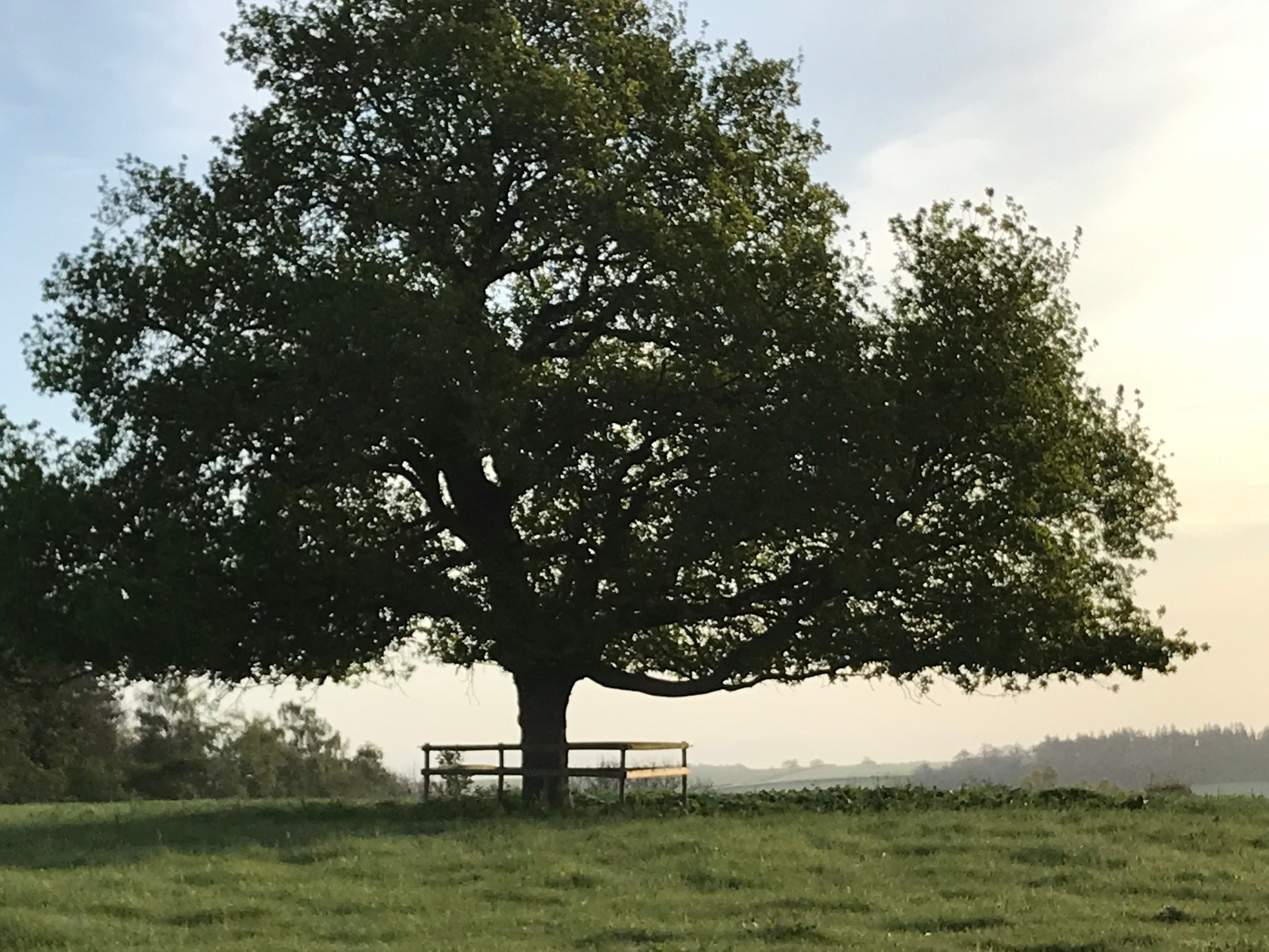 Peaceful oak tree on the BMH grounds in the Wiltshire countryside